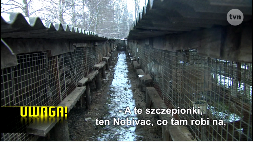 Uwaga!, Cierpienie psów w hodowli, odcinek 4126